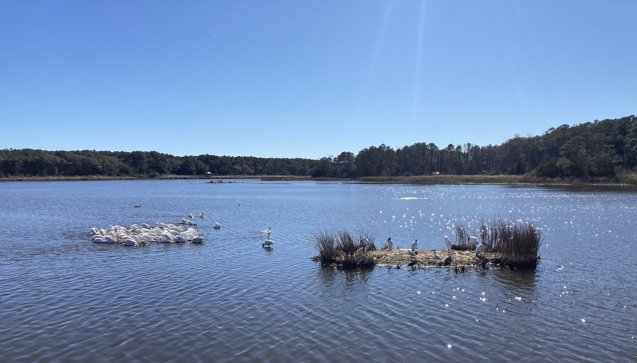 the white pelicans making their stop at Huntington on the way to the Gulf