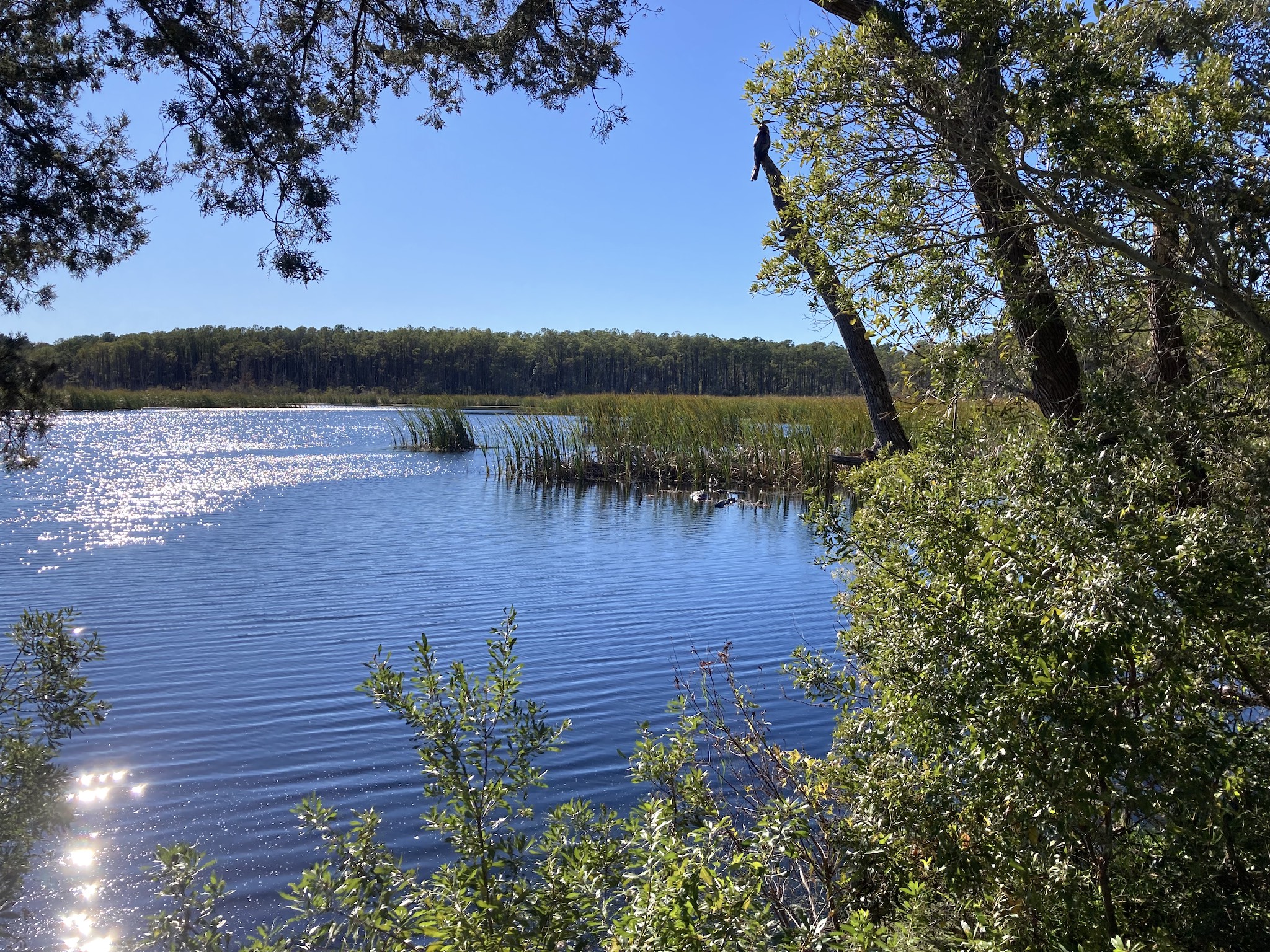 anhinga and several alligators in Mallard Pond from the second causeway