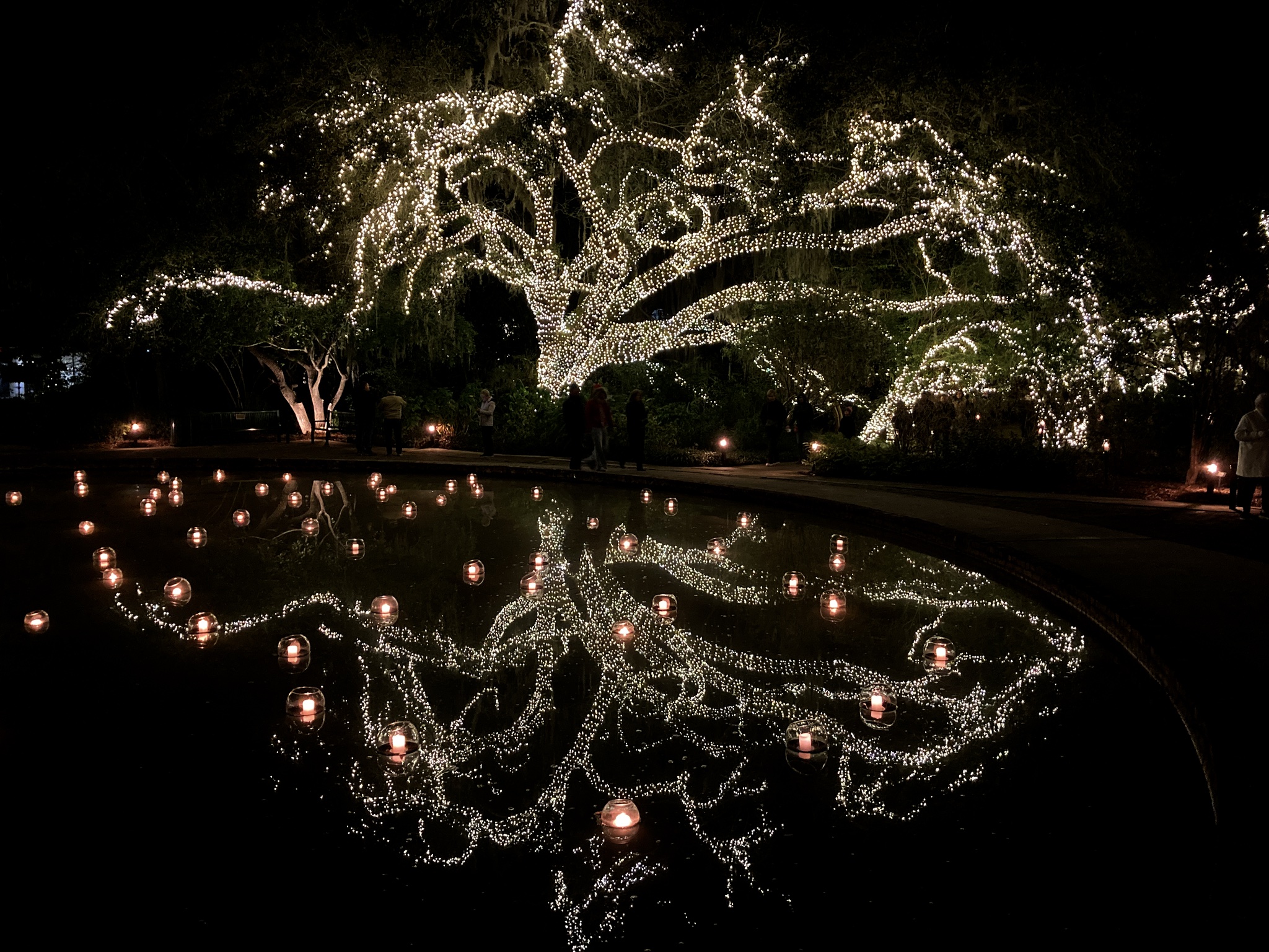 swooping live oak lit up with christmas lights and reflected in the water at Night of a Thousand Candles