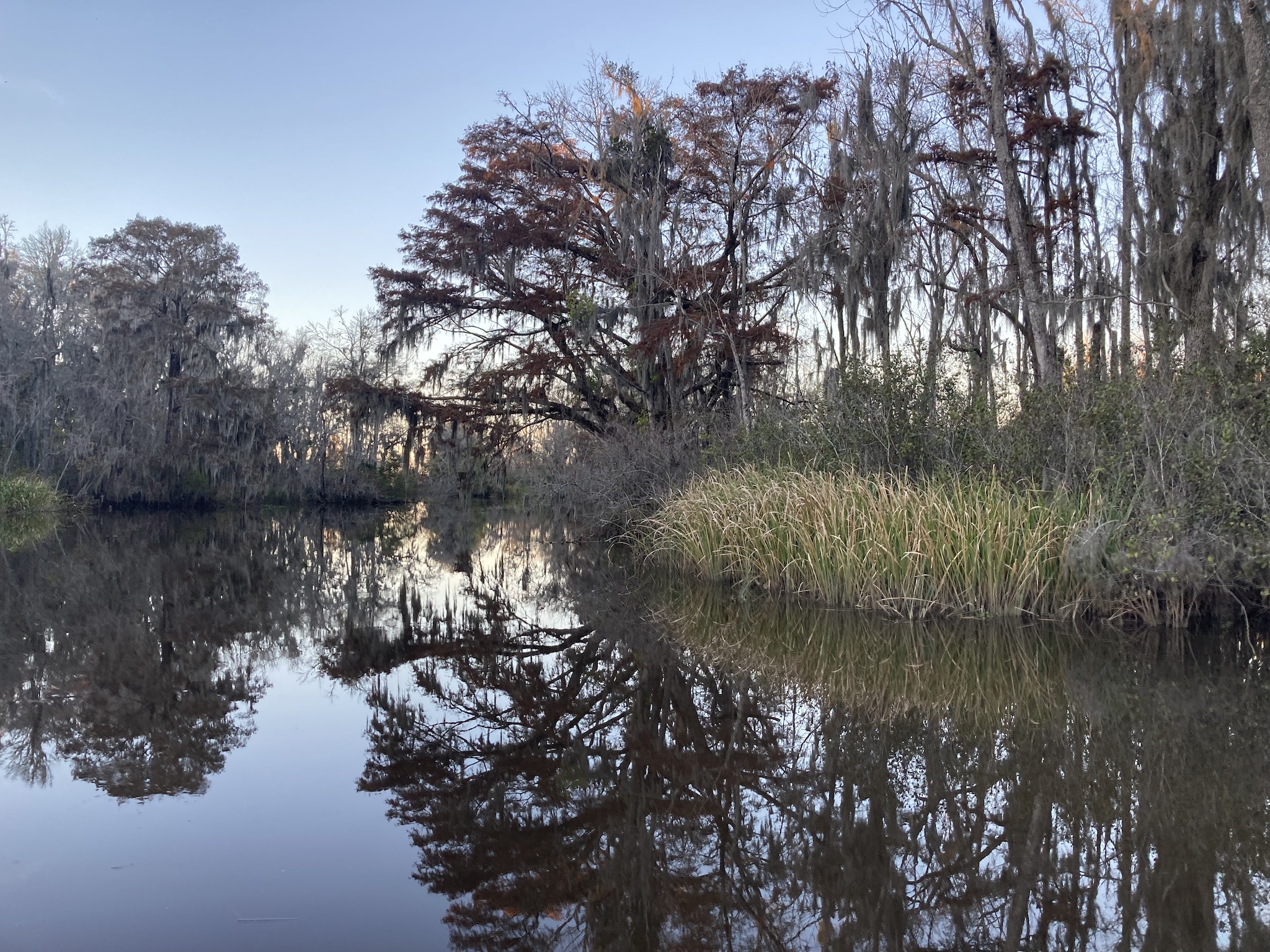 a bald cypress in fall color in a creek off the Waccamaw River