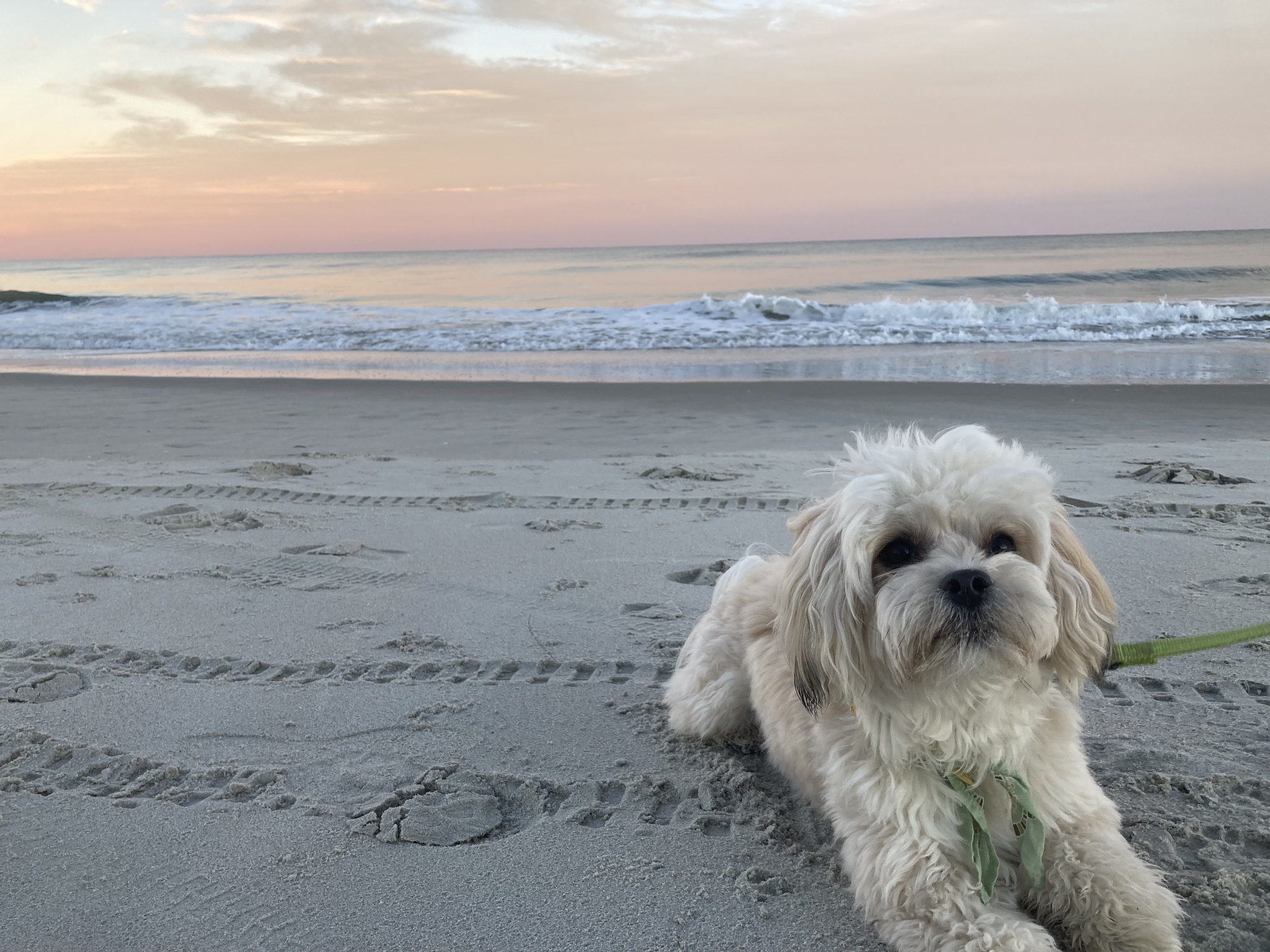 dog laying on beach